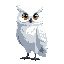 white owl looking to the right
