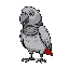 fat grey parrot with black outline