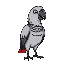 grey parrot with black outline