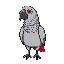 fat grey parrot with black outline seen from an above angle