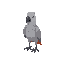 grey parrot