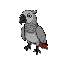 grey parrot with black outline