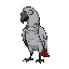 grey parrot with black outline