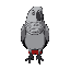 fat grey parrot with black outline seen from an above angle