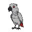 grey parrot with black outline