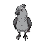 fat grey parrot with black outline seen from an above angle