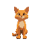 orange cat