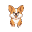 a cute corgi