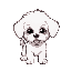 a bichon frise puppy