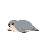 seal laying on its tummy