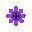 cineraria purple flower