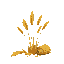 several sheaves of wheat without background 