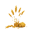 several sheaves of wheat without background 