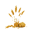 several sheaves of wheat without background 