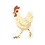 cute chicken walking