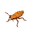 roach