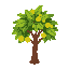 cashew tree, tropical tree native to brazil
