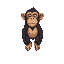 a chimpanzee