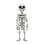 skeleton 