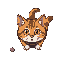 a cat facing viewer