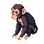 rhesus monkey for a zoo game