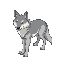 grey wolf animal