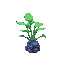 anubias aquatic plant