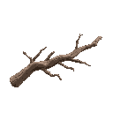 mopani drift wood branch
