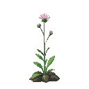 hemianthus callitrichoides plant