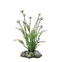 hemianthus callitrichoides aquatic plant