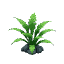 java fern aquatic plant