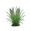 dwarf hairgrass aquatic plant