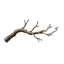 mopani drift wood branch