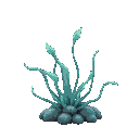 dwarf babys tears aquatic plant