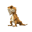 bearded dragon lizard viewed from the side, simple