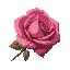 rose