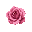rose, detailed petals