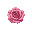 rose, detailed petals
