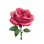 rose, pretty background, detailed, vibrant colors 