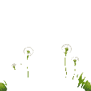 grass with dandelions