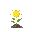 a plant related to sun