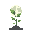 a plant related to moon