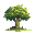 olive tree
