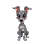 italian greyhound puppy