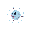 bordetella pertussis
