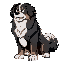 anthro mountain bernese dog