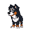 mountain bernese dog