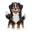 anthro mountain bernese dog
