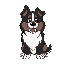 anthro mountain bernese dog
