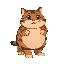fat tabby cat  brown and black fur with a pink beige stomach and green eyes walking on all four paws